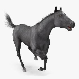 Black Horse Fur Rigged model
